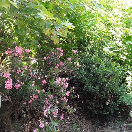 Waldvilla * Çıralı